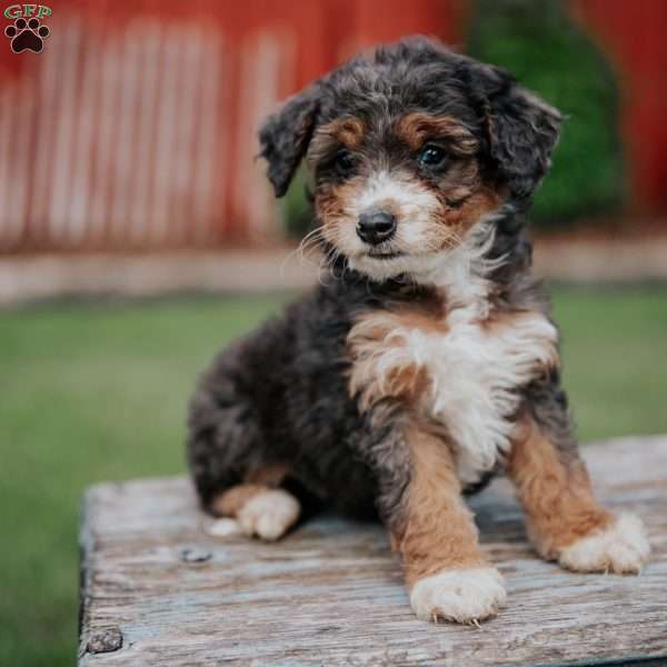 Dotty, Mini Bernedoodle Puppy